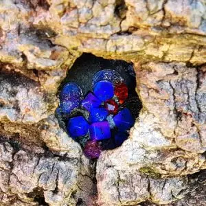 Set di dadi GDR Night Orchids in resina bicolore blu e viola, ammucchiati in una cavità di corteccia con gemme rosse