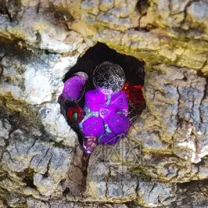 Set di dadi GdR Night Violet, dadi poliedrici viola nel cavo di un albero con moneta d'argento, gemme rosse e pietra viola